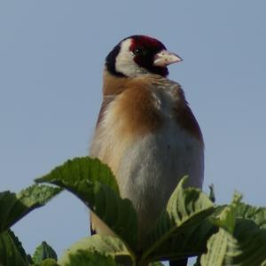 European Goldfinch