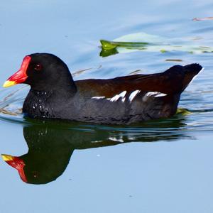 Common Moorhen