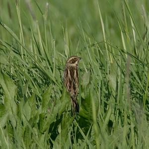 Reed Bunting