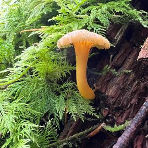 Trumpet Chanterelle