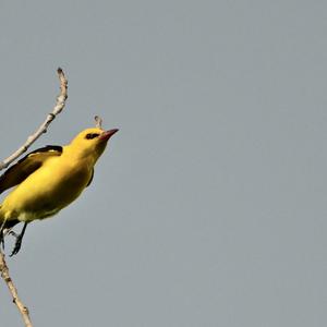 Eurasian Golden Oriole