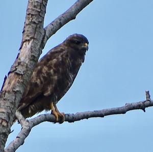 Common Buzzard