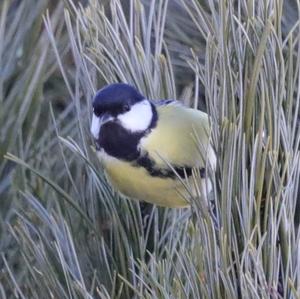 Great Tit