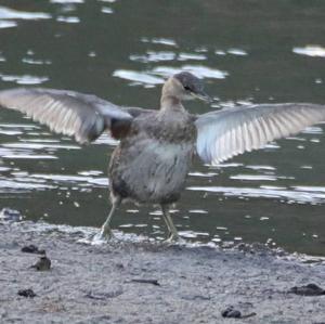 Little Grebe