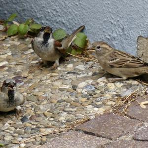 House Sparrow