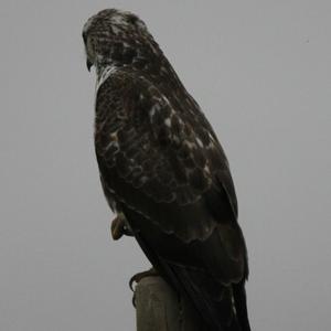 Common Buzzard