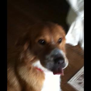 Unknown Breed