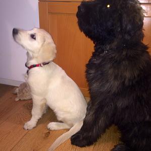 Bouvier des Flandres