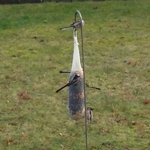 Long-tailed Tit