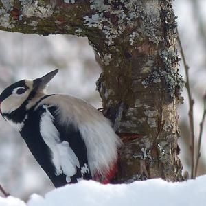 Great Spotted Woodpecker