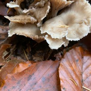 Trumpet Chanterelle