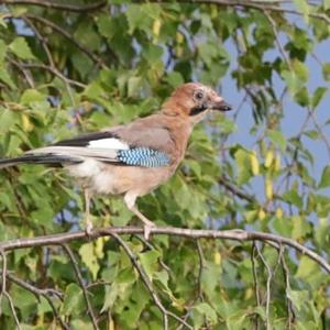 Eurasian Jay