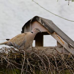 Eurasian Collared-dove