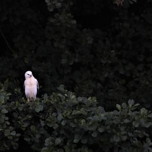 Common Buzzard