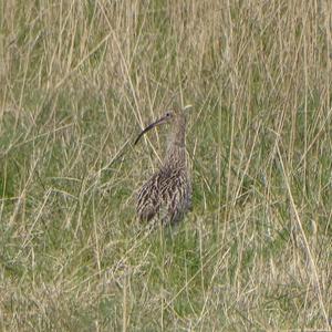 Eurasian Curlew