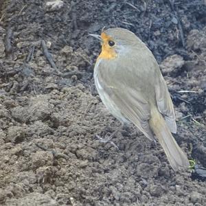 European Robin