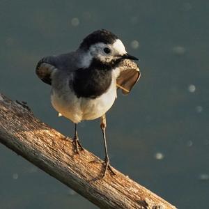 White Wagtail