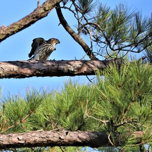 Cooper's Hawk