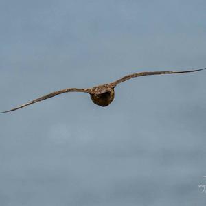 Great Skua