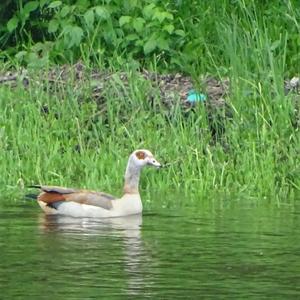 Egyptian Goose