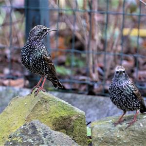 Common Starling