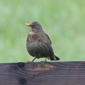 Eurasian Blackbird