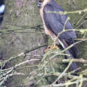 Eurasian Sparrowhawk