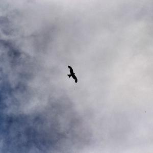 Red Kite