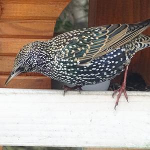 Common Starling