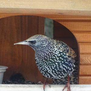 Common Starling