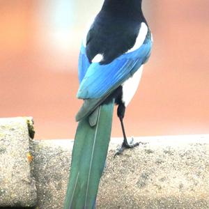 Black-billed Magpie