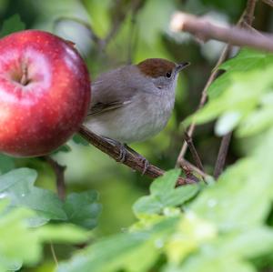 Blackcap