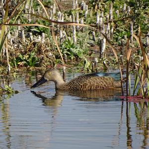 Cape Shoveler