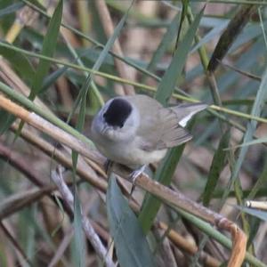 Blackcap