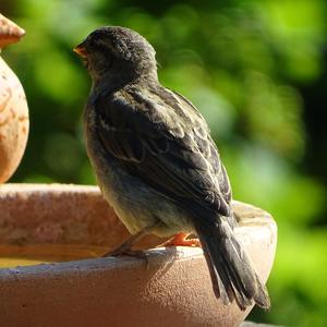 House Sparrow