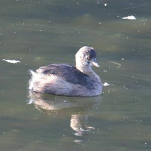 Little Grebe