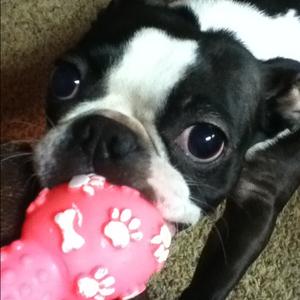 Boston Terrier