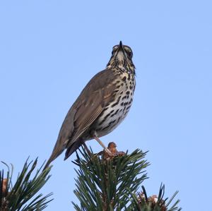 Mistle Thrush