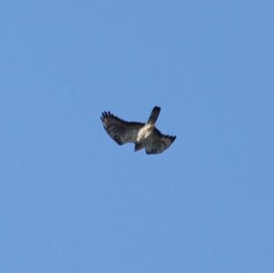 European Honey-buzzard