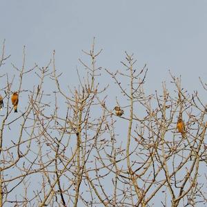 Evening Grosbeak