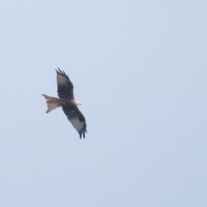 Red Kite