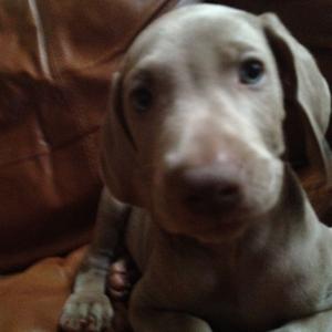 Weimaraner