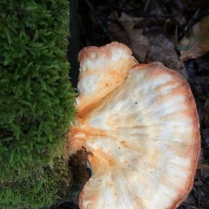 Chicken Mushroom