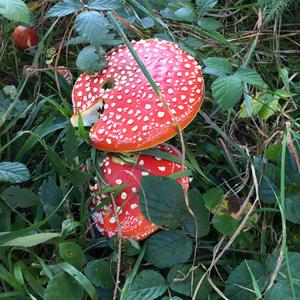 Fly Agaric