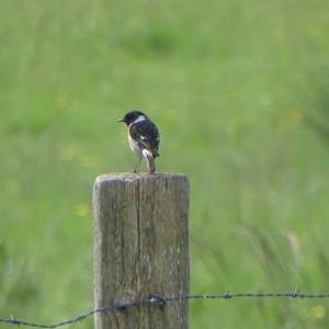 European stonechat