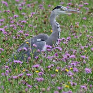 Grey Heron