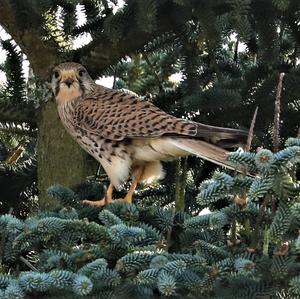 Common Kestrel