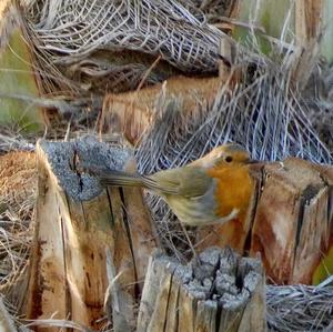 European Robin