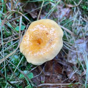 False Chanterelle