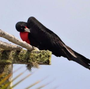 Magnificent Frigatebird